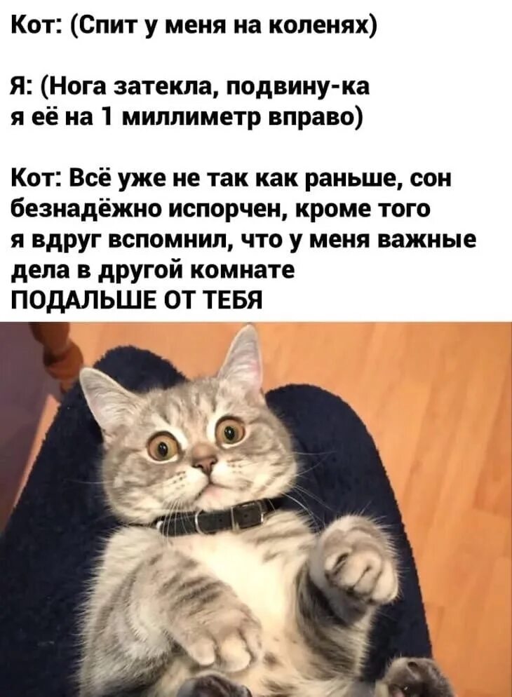 Раньше был кот. Анекдоты про котов. анекдот про кота. смешные истории с котами. анекдоты с котами.