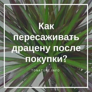 Драцена после покупки