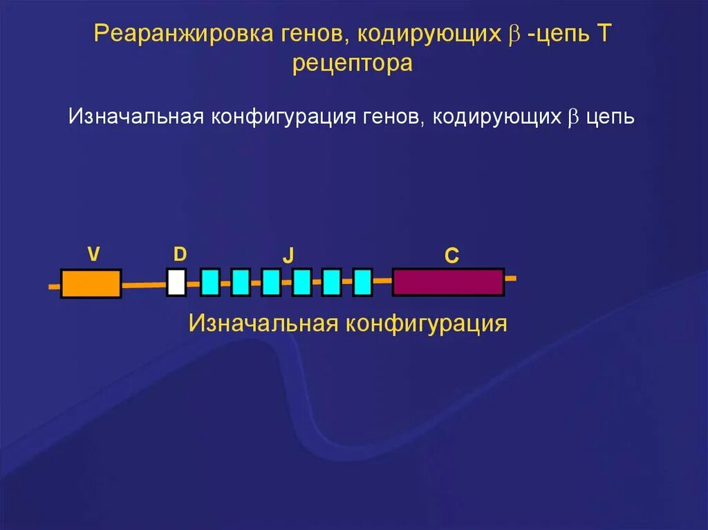 Гены иммуноглобулинов. Схема перестройки генов кодирующих в клеточный Рецептор. Гены, кодирующие в-клеточный Рецептор.. Перестройка генов иммуноглобулинов. Схема перестройки генов кодирующих b клеточный Рецептор.