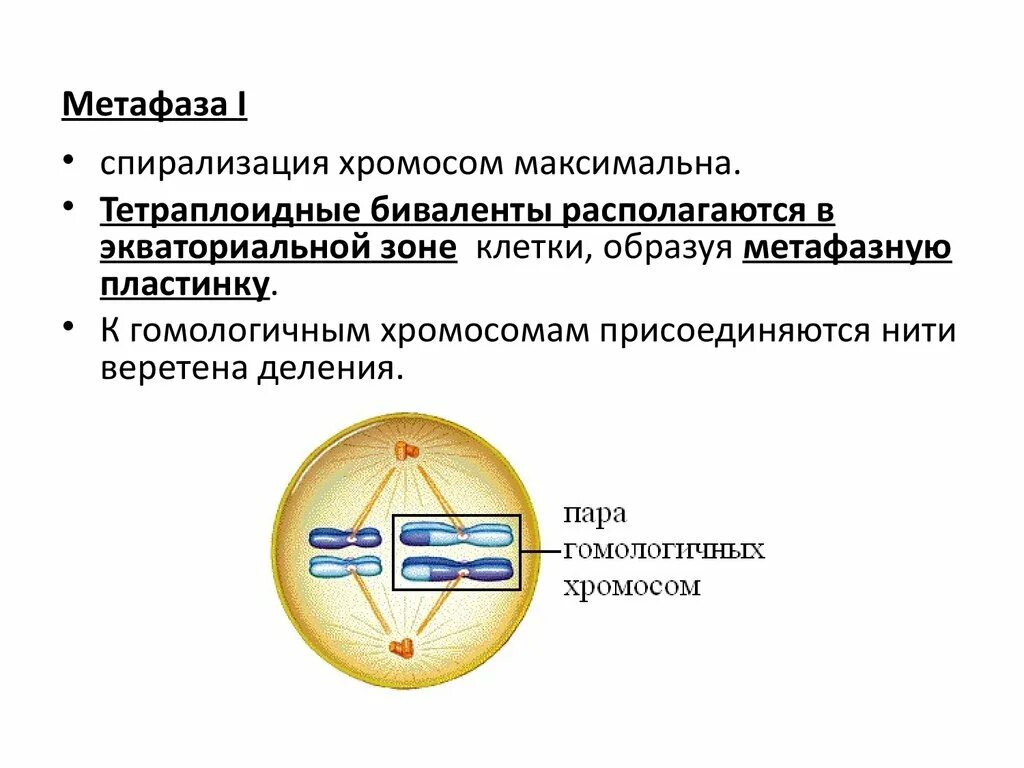 Спирализация хромосом происходит в ответ. Спирализация хромосом. Биваленты в метафазе. Метафаза ядро. Биваленты хромосом располагаются на экваторе клетки.