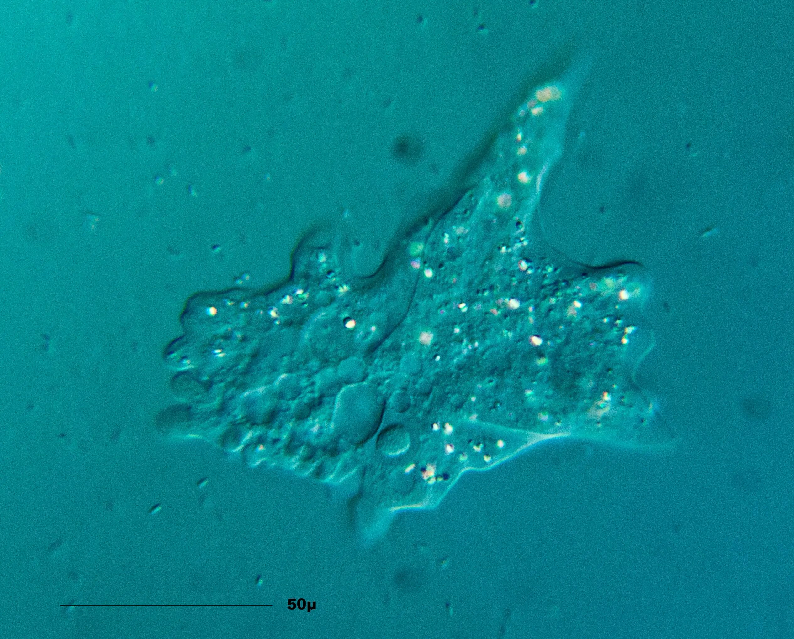 Тканевая форма дизентерийной амебы. Большие амебы. Большие амебы. Амёба обыкновенная одноклеточная. Амеба одноклеточная.