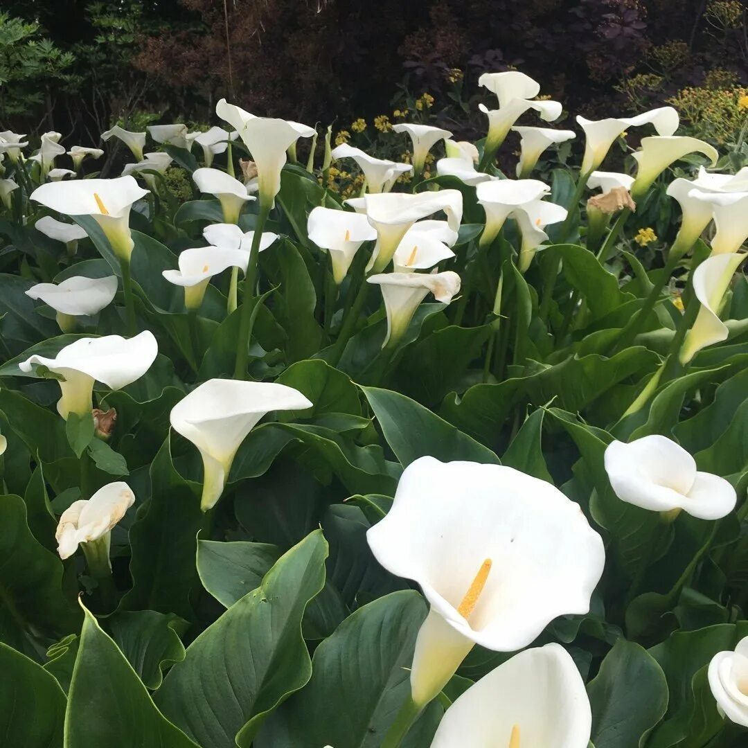 Калла эфиопская Зантедеския. Калла Зантедеския Zantedeschia aethiopica. Калла эфиопская (белокрыльник). Калла, Зантедеския, белокрыльник).