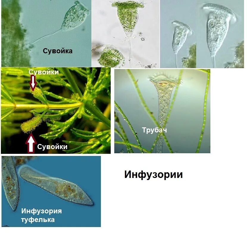 Инфузория в аквариуме. Сувойки в аквариуме. Пищевая цепь обитателей аквариума. Пищевая цепочка в аквариуме.