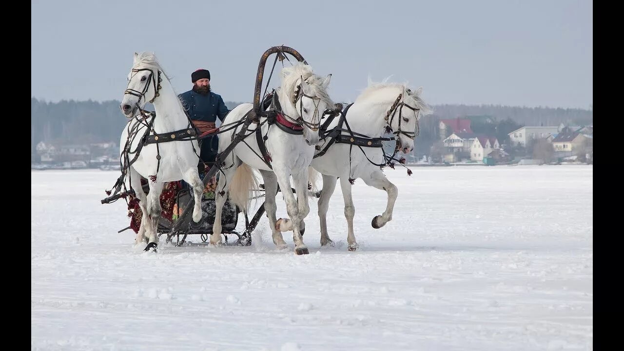 Русская тройка орловских рысаков. Тройка орловских рысаков в упряжи. Музей Орловского рысака и русской тройки. Орловский рысак в упряжи. Брюс в одной упряжке с петром