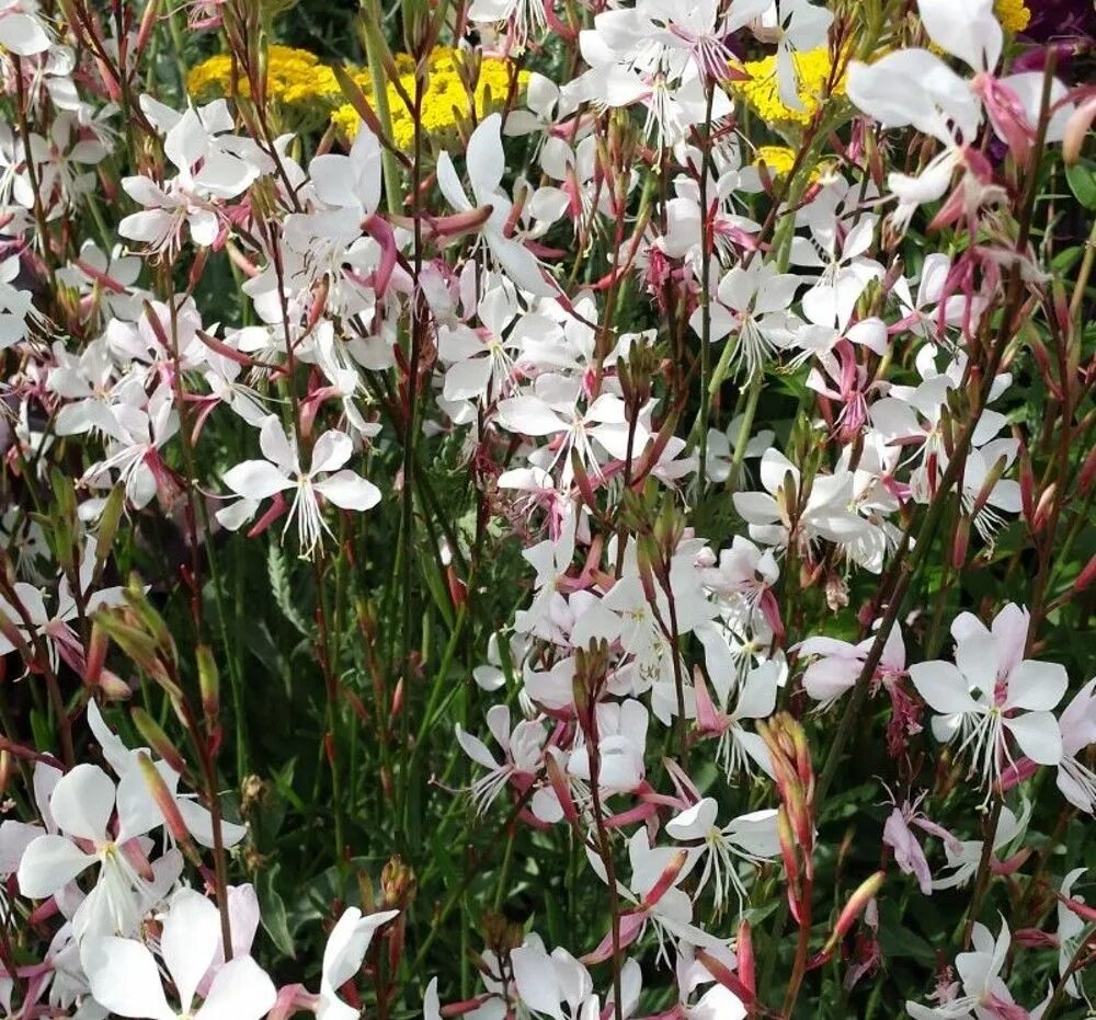 Discover a New Flowering Favorite: Gaura the Wandflower Perennial garden plans, 