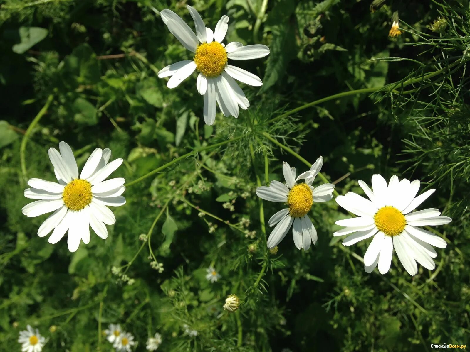 Ромашка крепит. Ромашка аптечная. ромашка аптечная романов цвет. ромашка аптечная уральская. ромашка аптечная сорные лекарственные.