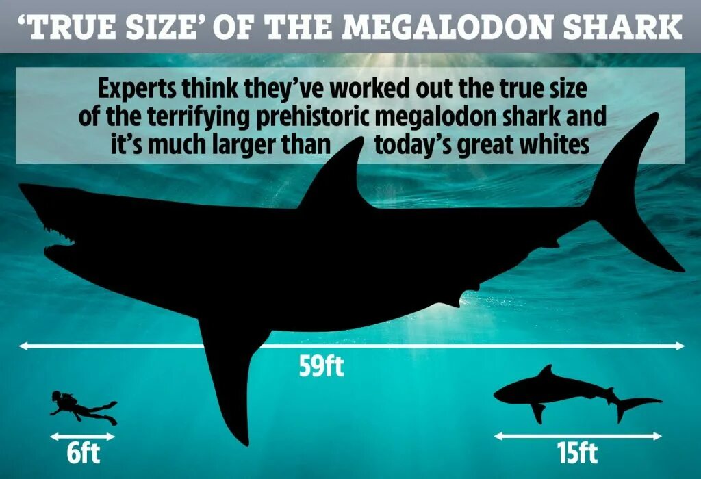 Размеры true. МЕГАЛОДОН информация. МЕГАЛОДОН Эволюция. Размер МЕГАЛОДОНА. МЕГАЛОДОН Размеры.