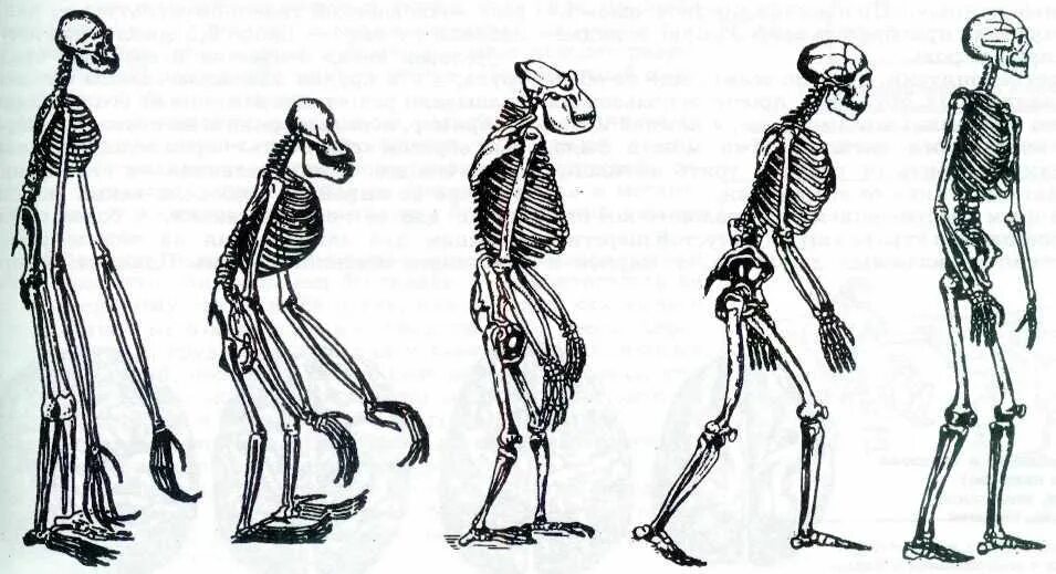 Отличие человека от животного скелет. Эволюция человекообразных обезьян. Эволюция человека от обезьяны скелет. Прямохождение Эволюция. Скелеты приматов Эволюция.
