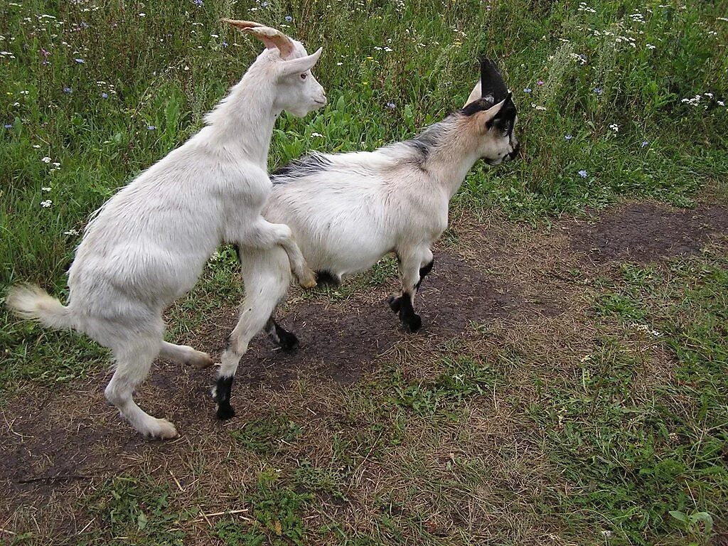 Под козел