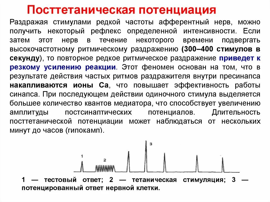 Посттетаническая потенциация физиология. Посттетаническая потенциация. Свойства нервных центров посттетаническая потенциация. Свойства нервных центров посттетаническая потенциация. Посттетаническая потенциация физиология.