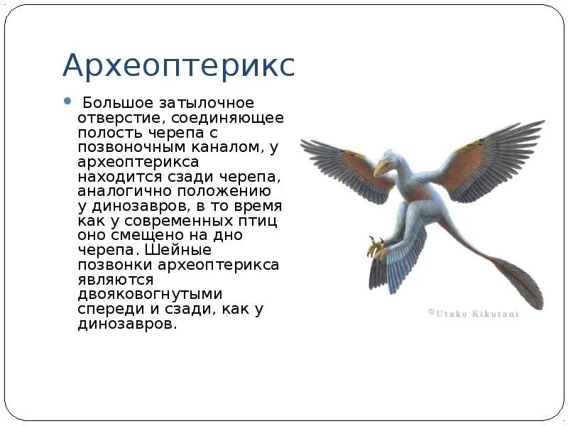 Сходные признаки птиц и пресмыкающихся. Черты птиц у археоптерикса. Характеристика археоптерикса. Археоптерикс признаки птиц. Археоптерикс переходная форма.