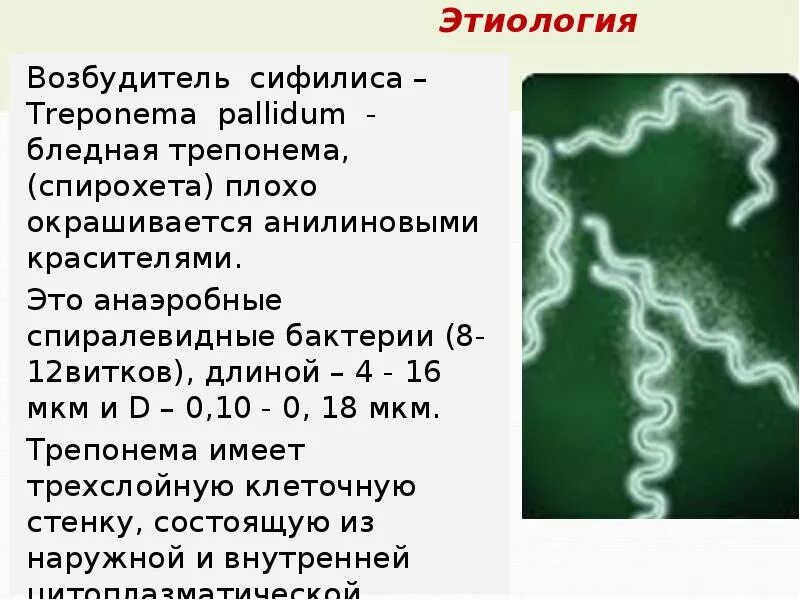 Бледная трепонема treponema pallidum. Клеточная стенка трепонем. Трепонема паллидум морфология. Бледная трепонема характеристика.