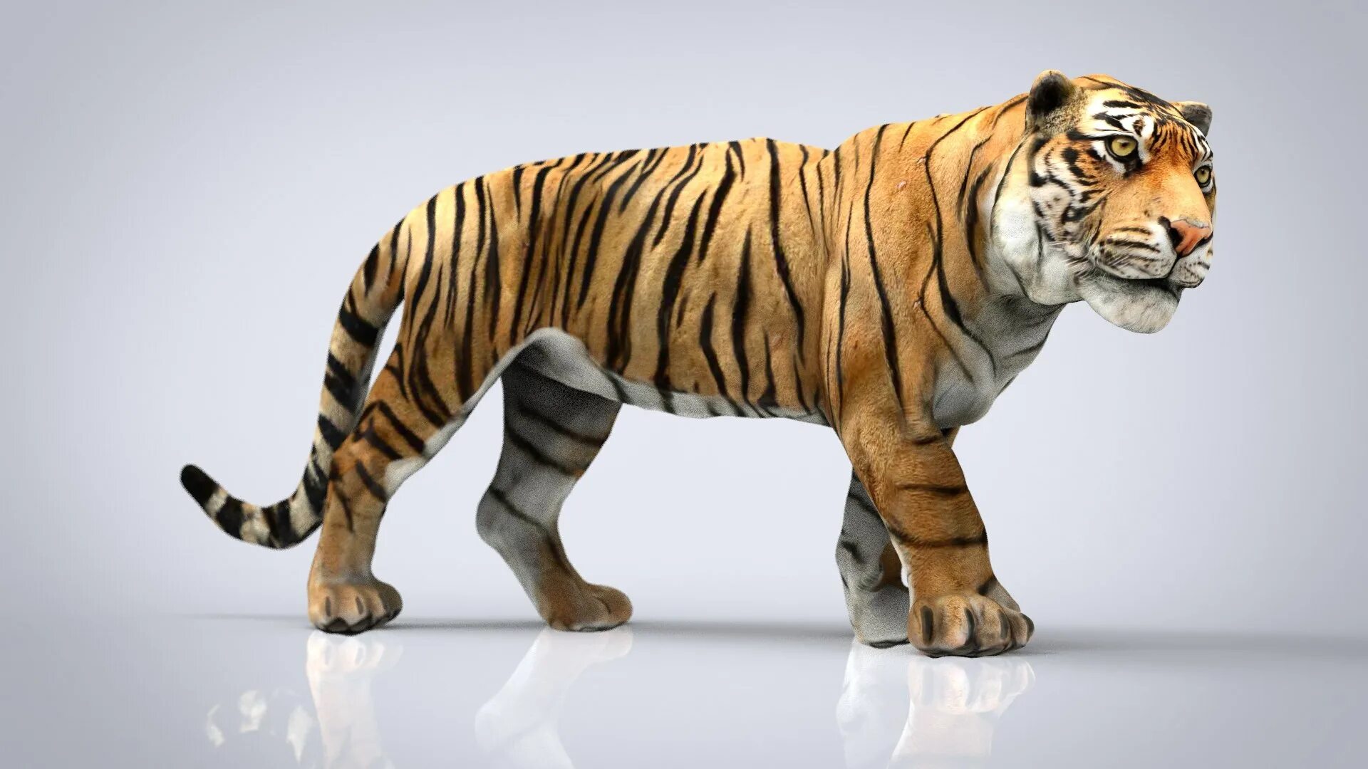 Тайгер Тайгер 3д. Тигр 3. Тигр animal 3d. 3д модель тигр сидячий. Три д животное
