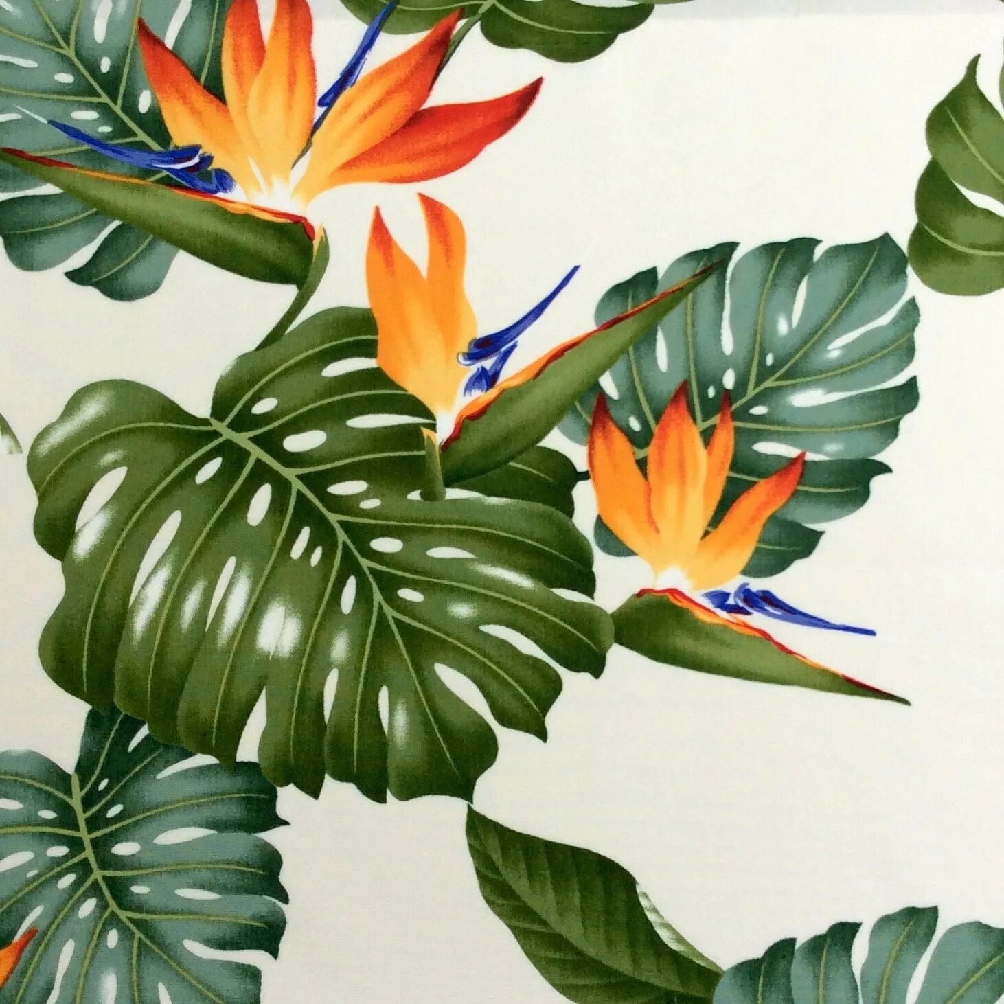 Пошла молли райские цветы. Иллюстрация Райские цветы. Райские цветы обложка. Тропический рисунок на стене. 3д рисунки тропические растения.
