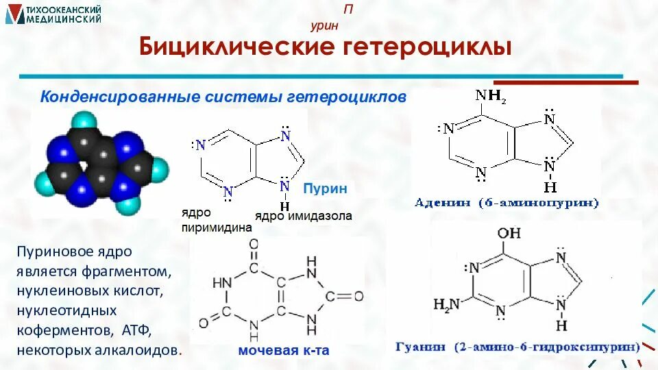 Биологически активные гетероциклические соединения. Пурин структурная формула. Применение пурина. Применение пурина. Производные пурина мочевая кислота.