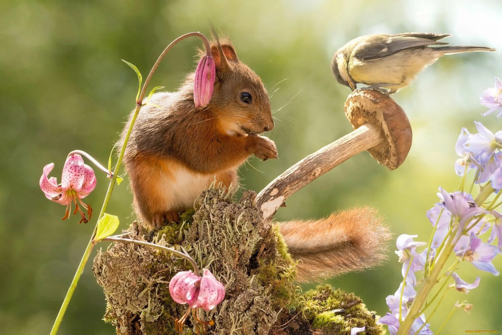 красота природы животные. красивая белочка. райские птицы. птицы летом в лесу. природа и животные.