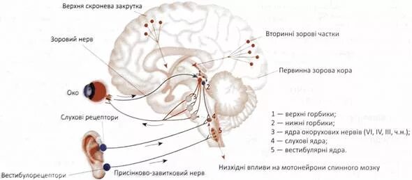 Зрительный и слуховой ориентировочный рефлекс. Рефлекторная дуга слухового ориентировочного рефлекса. Ориентировочный рефлекс схема. Слуховой Ориентировочный рефлекс. Схема слухового ориентировочного рефлекса.