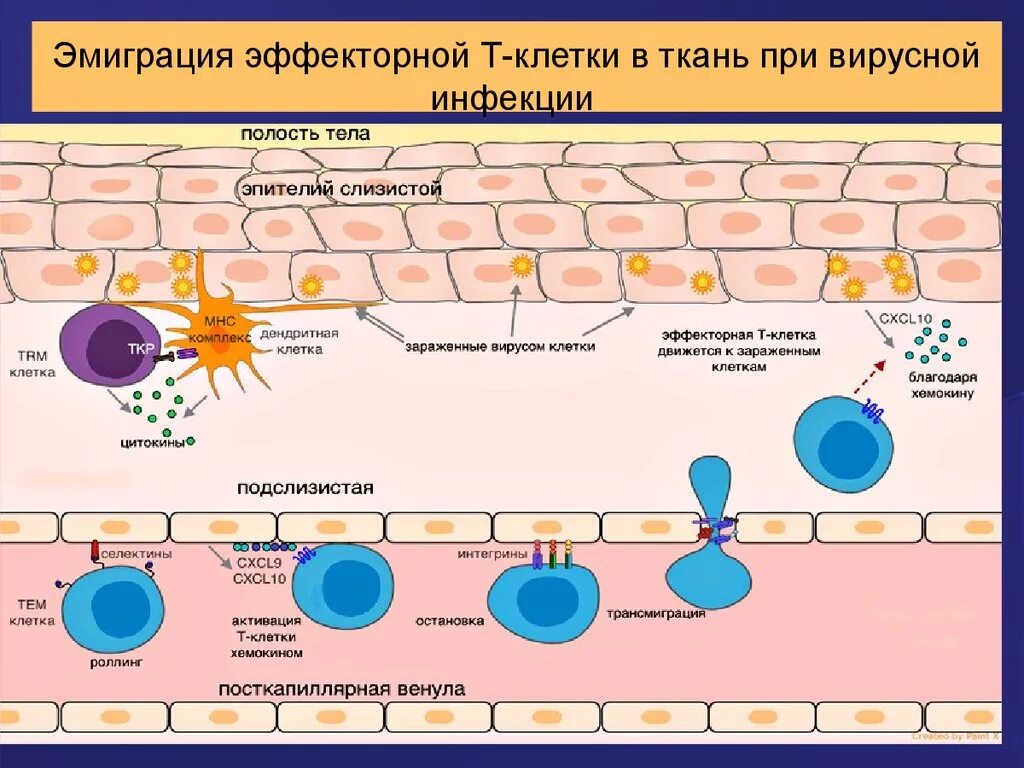 Циркуляция и рециркуляция лимфоцитов. Локализация т лимфоцитов в лимфатических узлах. Рециркуляция т и в лимфоцитов. Путь циркуляции лимфоцитов. Рециркуляция клеток иммунной системы.