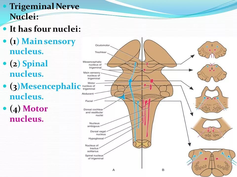 Nucleus splitting. Trigeminal nucleus. nuclei. raphe nuclei. nucleus ambiguus.