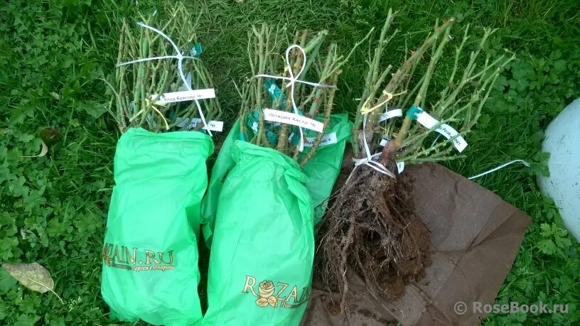 Интернет магазин саженцев роз овчарова. Овчаров интернет магазин саженцев. Саженцы агрофирмы. Плодовые деревья ростовской области. Розовая клумба питомник роз.