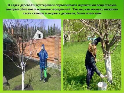 Когда нужно опрыскивать деревья осенью
