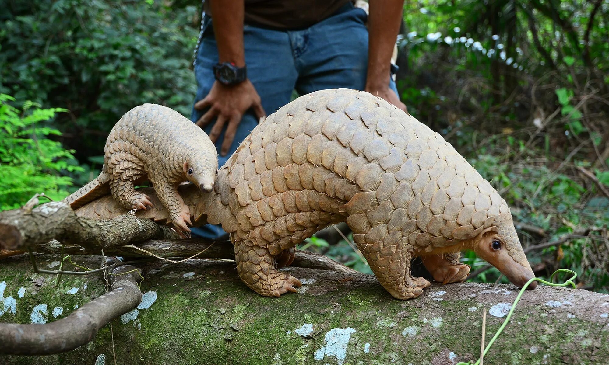 Самые экзотические животные. Малайский панголин. Яванский панголин. Панголин броненосец. Ящер панголин.