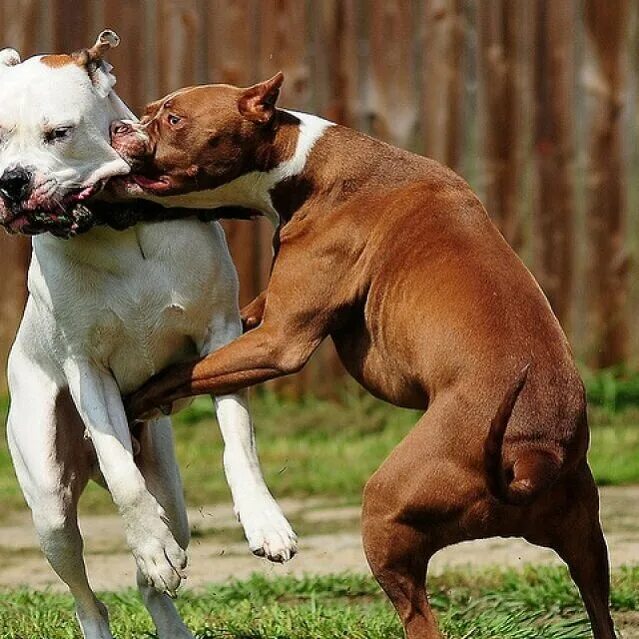 Питбуль команда. Питбуль. бои собак стаффордширский терьер.