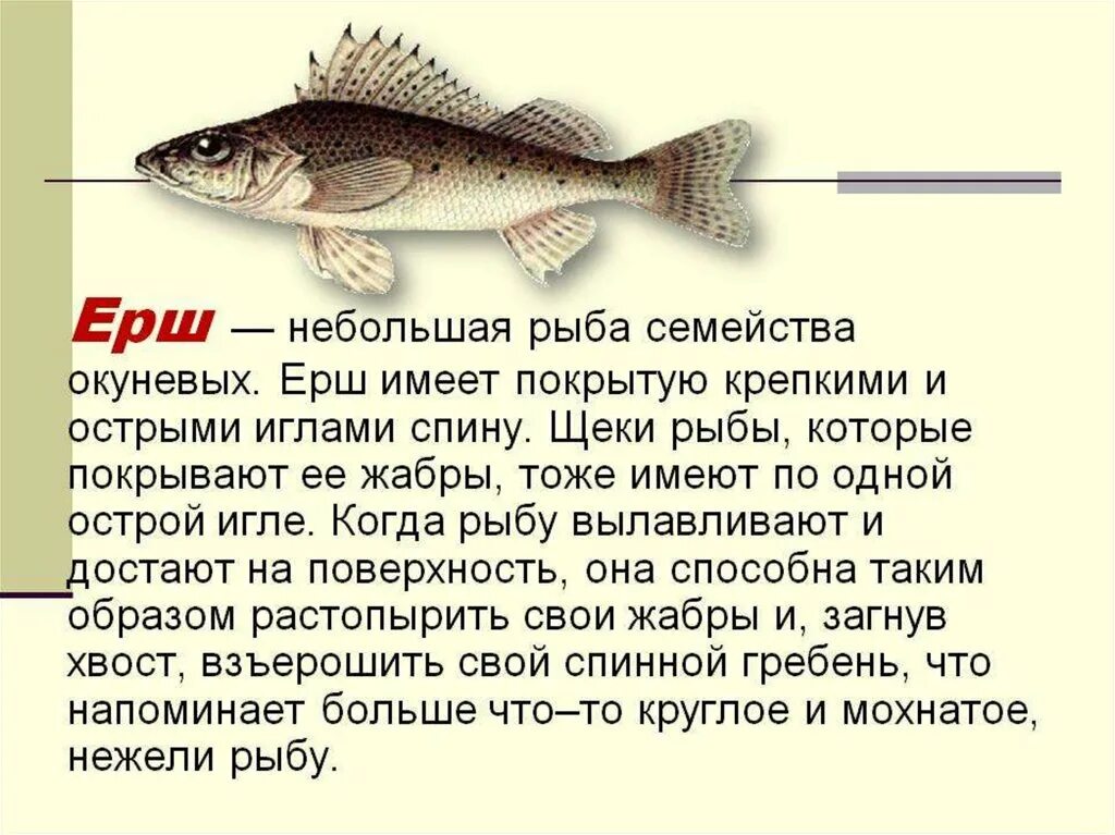 Информация про рыб. Рыба Ерш сообщение. Ерш рыба описание для детей. Рыба Ерш доклад. Короткое описание рыбы.