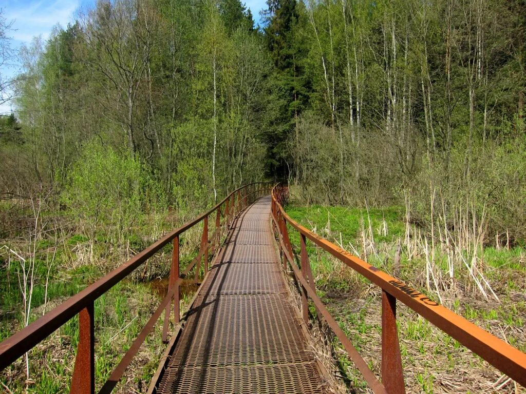Слава жил возле леса и часто гулял. Подмосковные леса. Погулять в лесу недалеко от Челябинска.