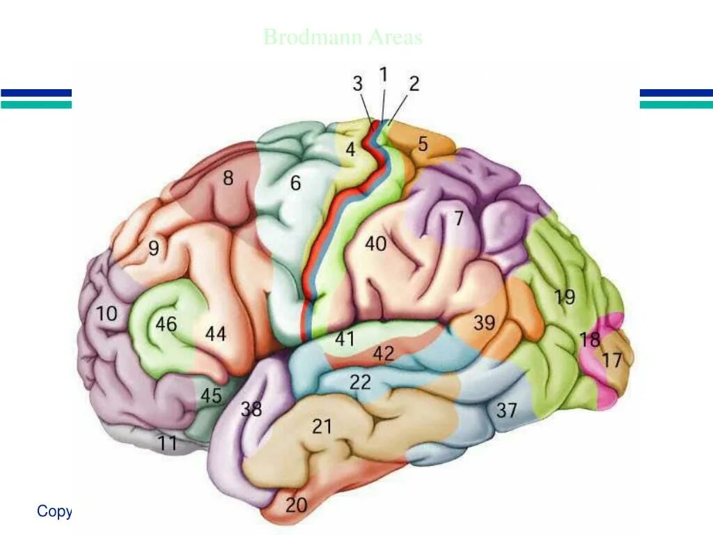 Поля коры головного мозга по Бродману. Карта Бродмана головного мозга. Карта полушарий мозга поля по Бродману. Карта полей мозга по Бродману.