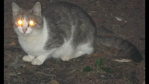 Светящиеся глаза у кота