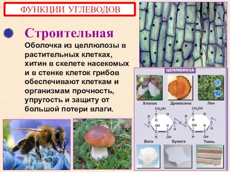 Что такое хитин в биологии 5 класс у грибов. Хитин насекомые. Хитин в природе. Хитин это в биологии. Имеется клеточная стенка из хитина