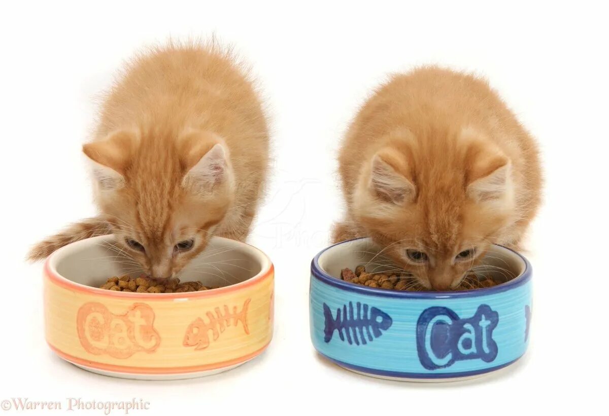 Можно про котят. Миски для котят. Котенок ест корм. Корм для котят. Мисочки для маленьких котят.