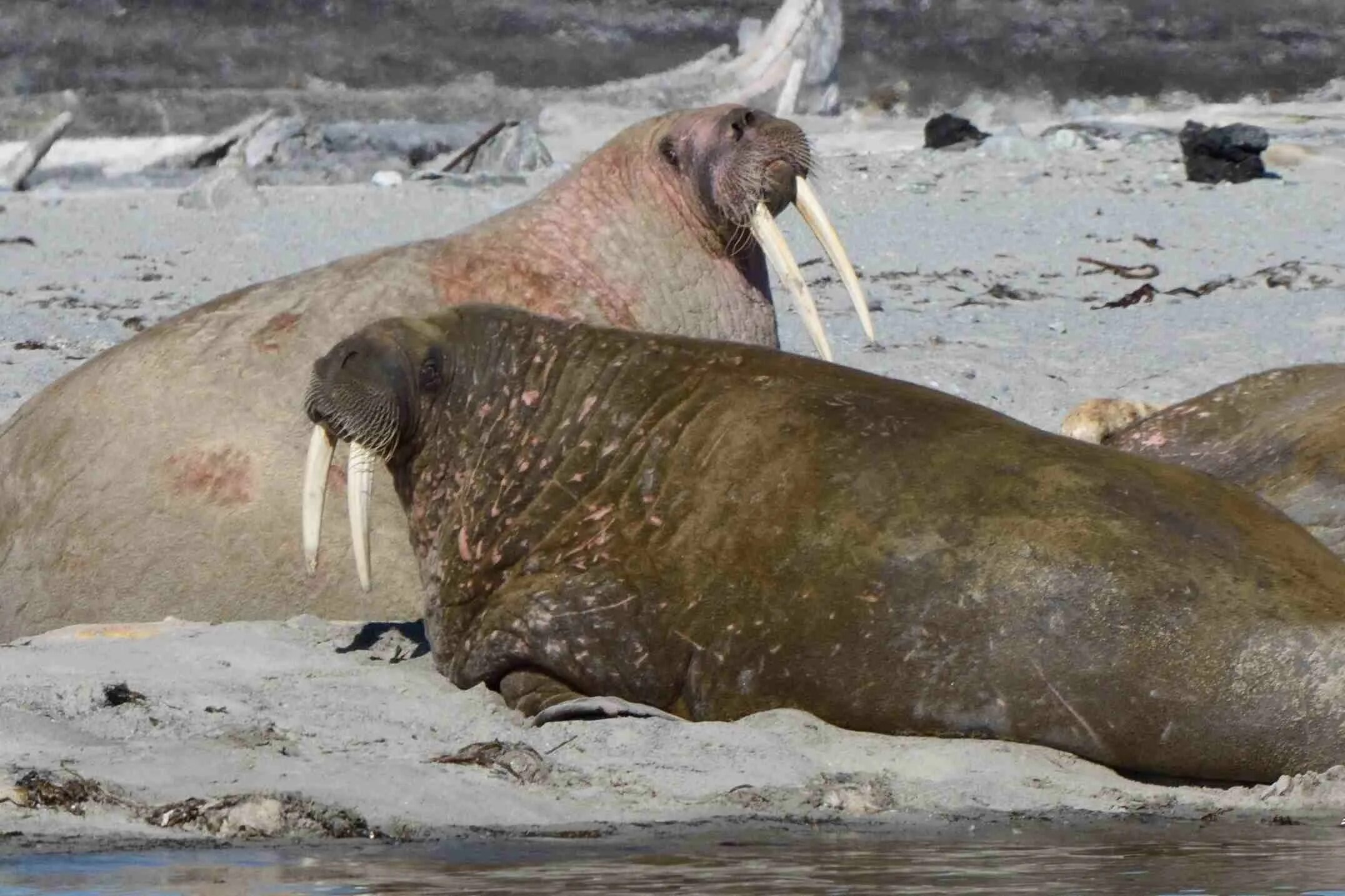 Моржи в тундре. Ластоногие моржи. Моржи тюлени морские котики. Моржи, тюлени, нерпы. Морж сивуч.