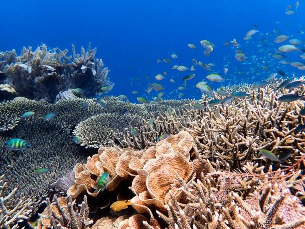 Коралловые рифы являются. Большой Барьерный риф кораллы. Большой Барьерный риф Австралия. Австралия Барьерный риф кораллы. Большой Барьерный риф коралловые полипы Австралия.