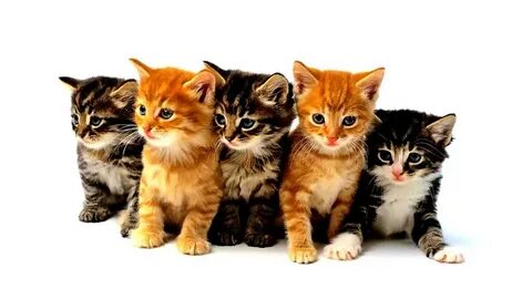Row cats