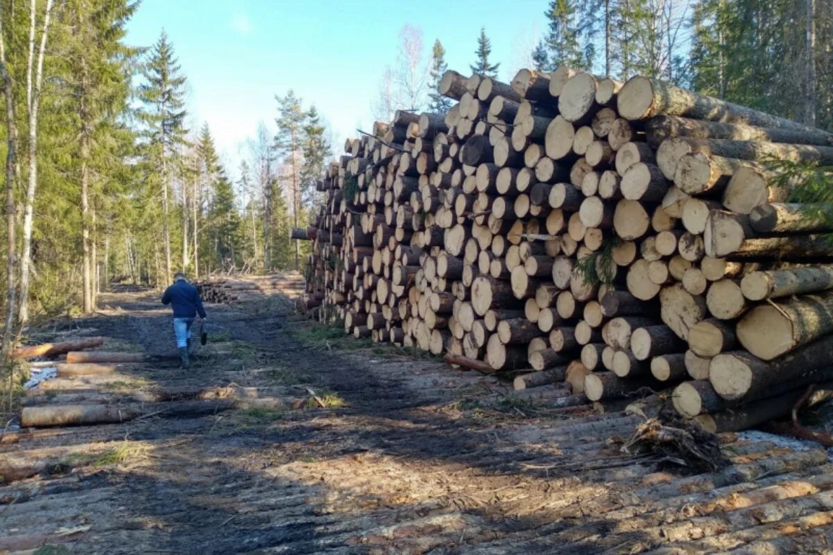 Лес огромное богатство