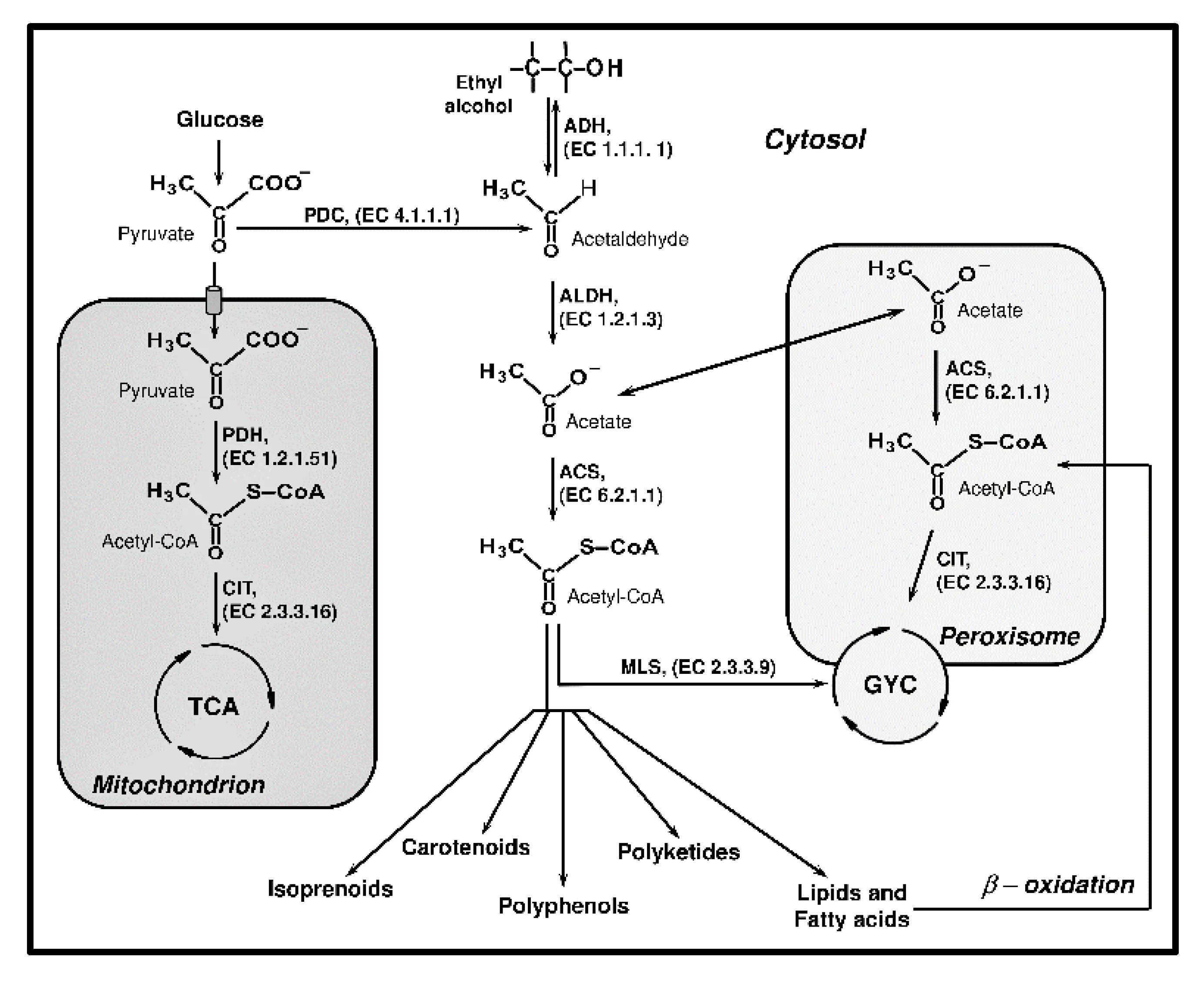 Метаболизм дрожжей. Жизненный цикл saccharomyces cerevisiae. saccharomyces carlsbergensis метаболизма. saccharomyces cerevisiae производство биотоплива.