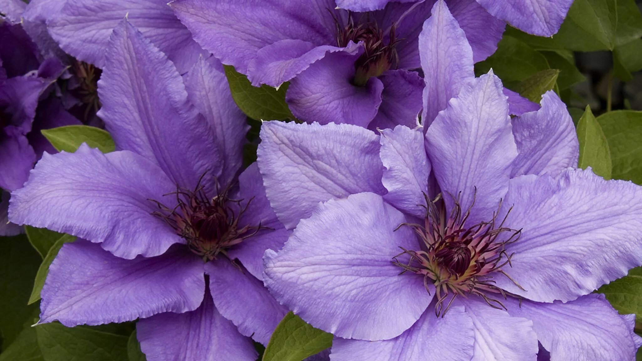 Clematis plants, Clematis flower, Clematis