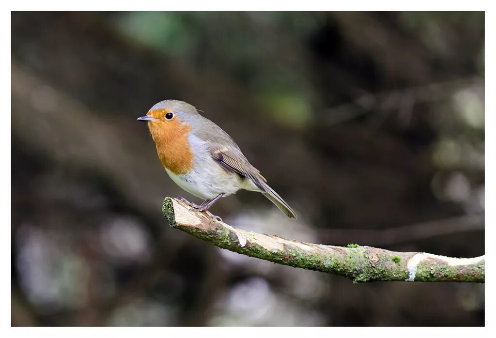Самые известные певчие птицы. Иволга певчая птица. Самые известные певчие птицы. Певчая птичка канарейка. Бёме лев борисович.