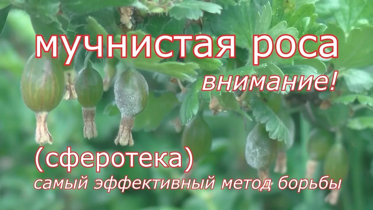 От мучнистой росы на крыжовнике. Мучнистая роса на крыжовнике. Мучнистая роса смородины и крыжовника. Крыжовник от мучнистой росы обработать в июне. Мучнистая роса на крыжовнике.