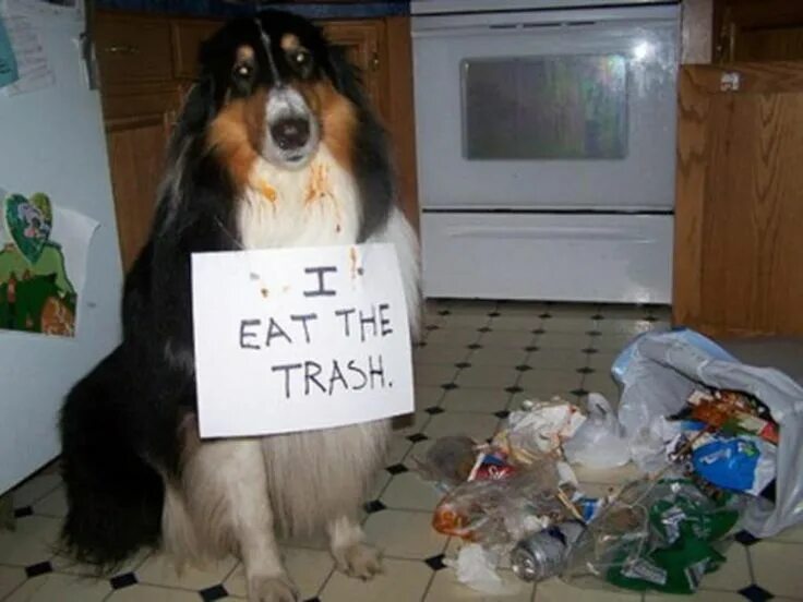 Собака съела книгу. Плохая собака. punish the pet. dog standing on cans. animals trashed the backyard.