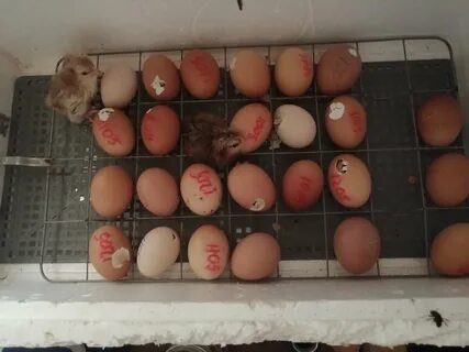 Почему не вылупляются цыплята в инкубаторе