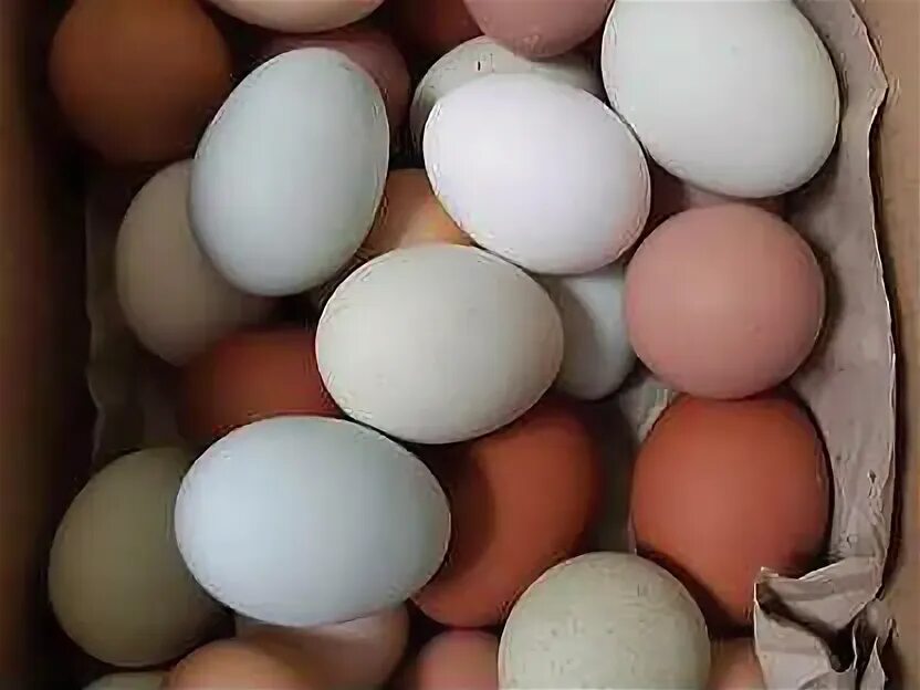 Куплю инкубационное яйцо кур породы