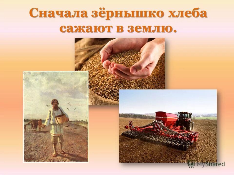 взлелеяла. картина сеятель мясоедов. хлебушка не сеют. колосок в руке. сеять в старину.
