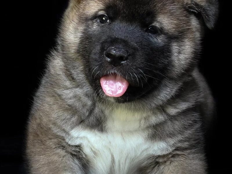 щенки пермь