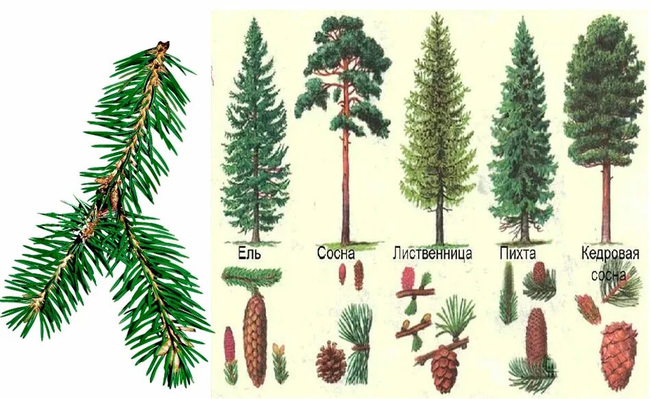 Хвойные отличие. Хвоинки дерева сосна Кедровая. Ель сосна кедр лиственница. Ель сосна кедр пихта. Ель сосна Кедровая сосна пихта лиственница.