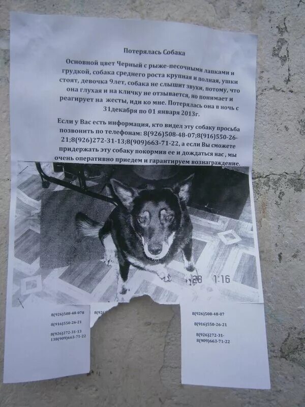 Надпись бюро находок. Доска объявлений потерянных. Доска объявлений потерянных животных. Доска объявлений потерянных. Доска объявлений потерянных животных г.