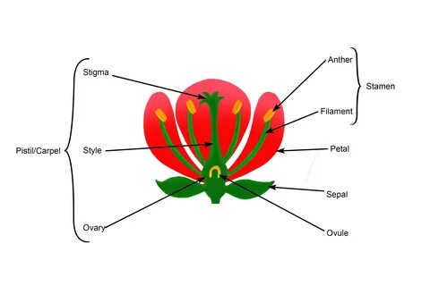 Plant diagram
