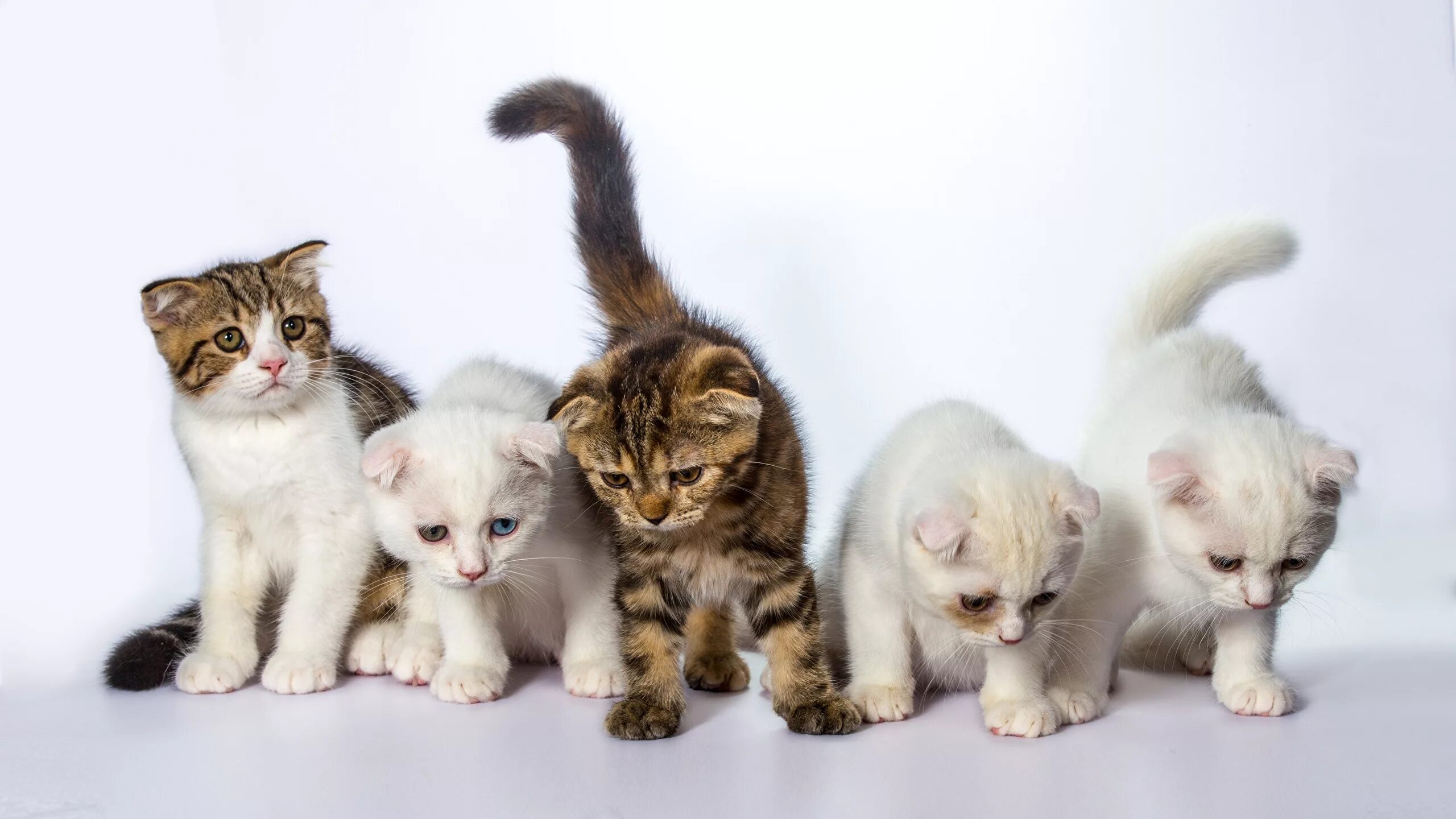 Кошка с котятами. Котята разных цветов. Котята фото. Обои с котятами. 1 кошка и 5 котят